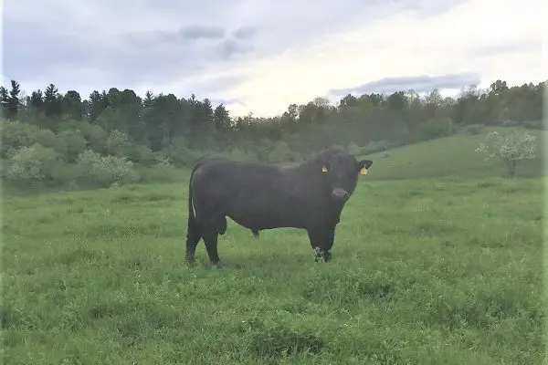 A black cow standing in the middle of a field.