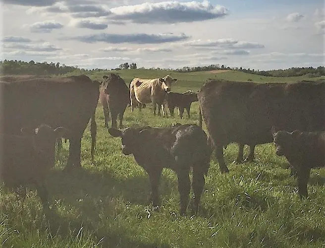 A herd of cattle grazing in an open field.