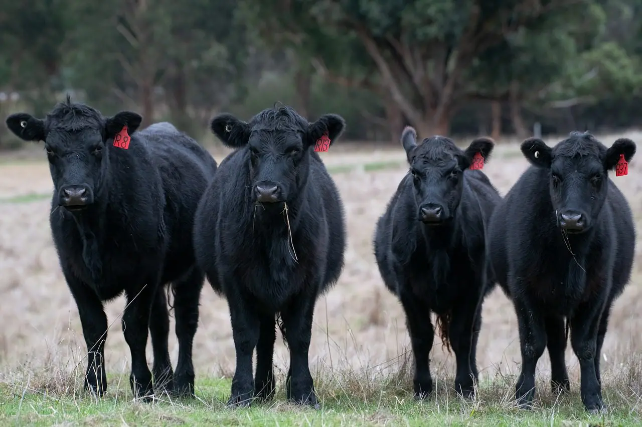 A group of black cows standing in the grass.